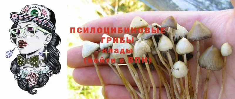 Галлюциногенные грибы Cubensis  нарко площадка какой сайт  Нытва 